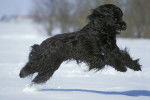 Un Berger de Brie noir court dans la neige