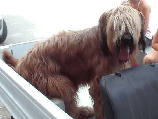 Asia - Berger de Brie (4 ans)