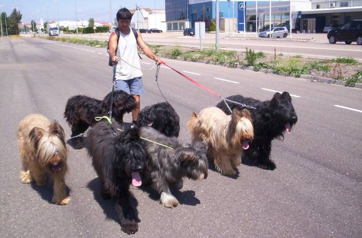 De Prieto´s Dogs - Berger de Brie Mâle (11 mois)