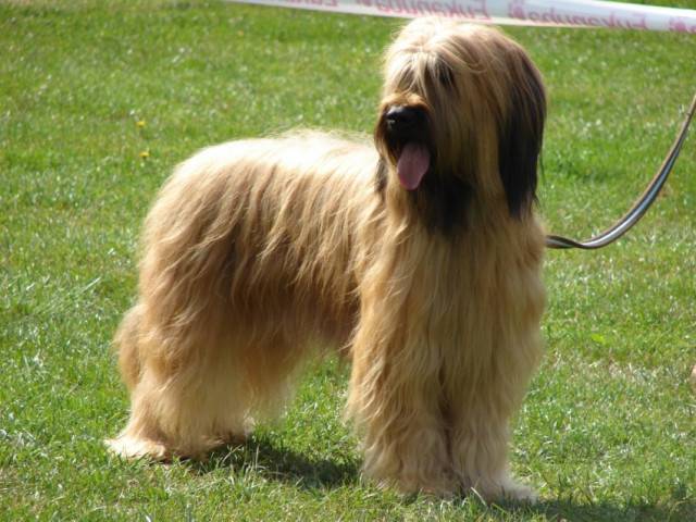 Adret - Berger de Brie (6 ans)