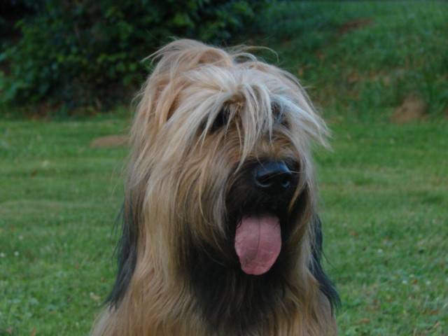 Adret 1 - Berger de Brie (6 ans)