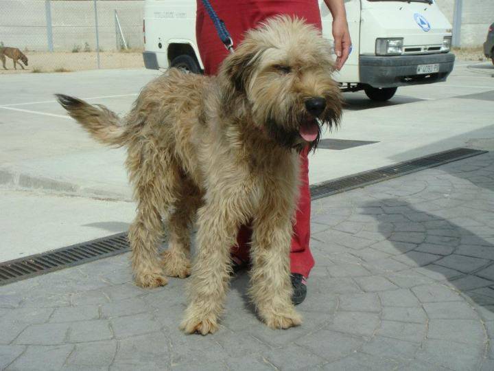 Sally - Berger de Brie (3 ans)
