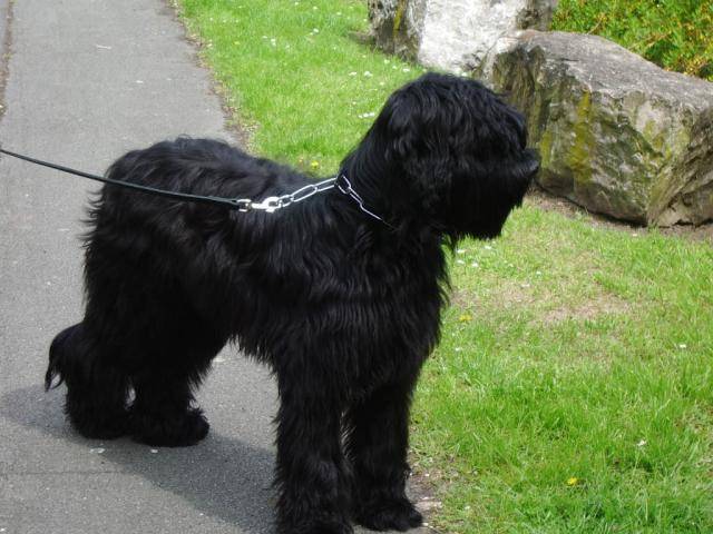 ACHILL BRIARD NOIR - Berger de Brie