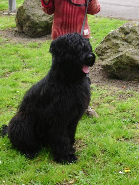 ACHILL BRIARD NOIR - Berger de Brie