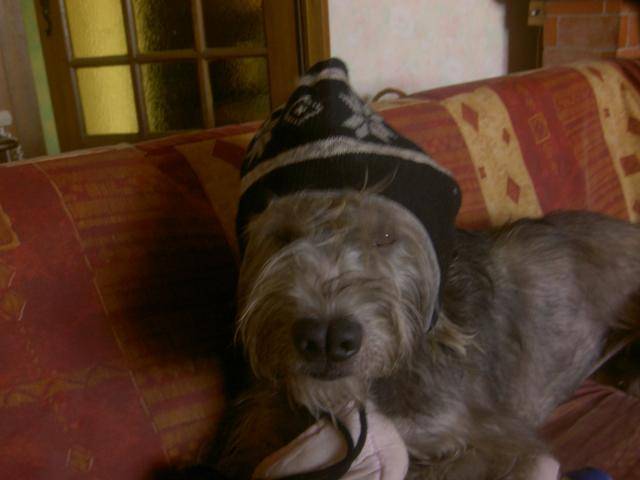 briard croisé griffon mini - Berger de Brie