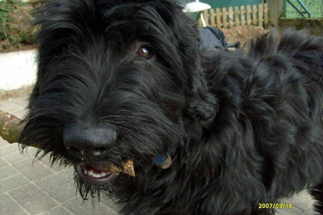 Briard Enzo - Berger de Brie