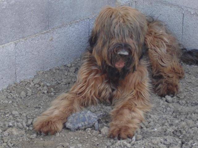 briard - gibsy - Berger de Brie
