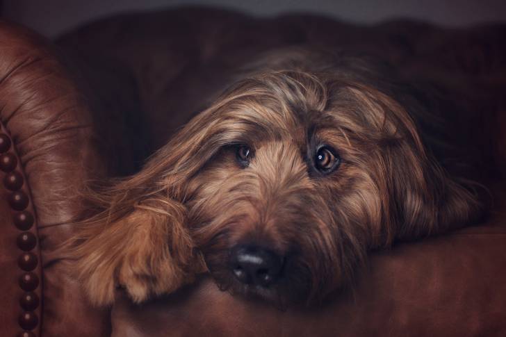 Photo Berger de Brie