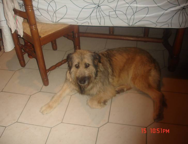 Cassis Briard / berger allemand - Berger de Brie (4 ans)