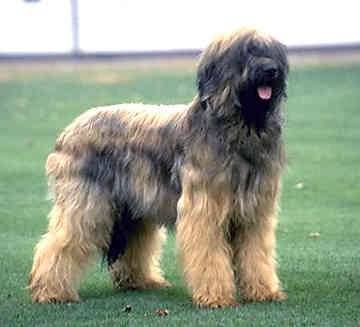 allia - Berger de Brie (6 ans)