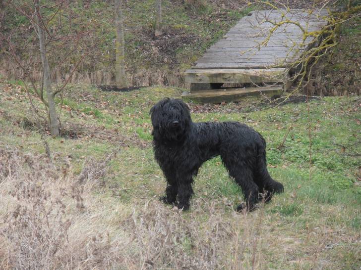 Nala - Berger de Brie (2 ans)