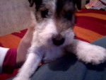 bertiita - Fox Terrier à Poil Dur Mâle (3 mois)