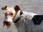 Fox-terrier à poil dur: Raglou - Fox Terrier à Poil Dur