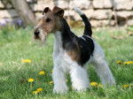Caruso des Fox d'Elodie - Fox Terrier à Poil Dur