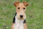 Photo Fox Terrier à Poil Dur