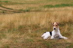 Photo Fox Terrier à Poil Dur