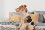 Un Fox Terrier assis sur un lit