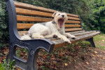 Un Fox Terrier &agrave; Poil Dur allong&eacute; sur un banc et semblant b&acirc;iller