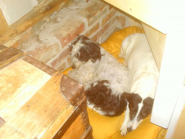 choupa et tatou mes chien - Fox Terrier à Poil Dur (8 ans)