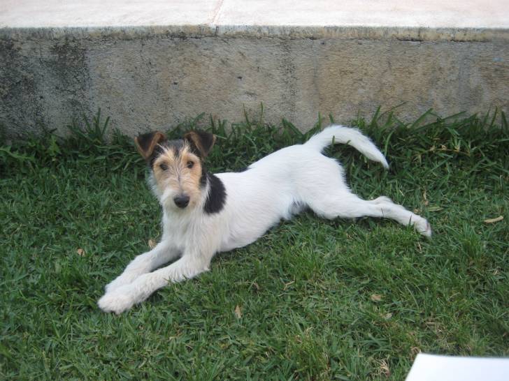 Harry - Fox Terrier à Poil Dur Mâle (2 ans)