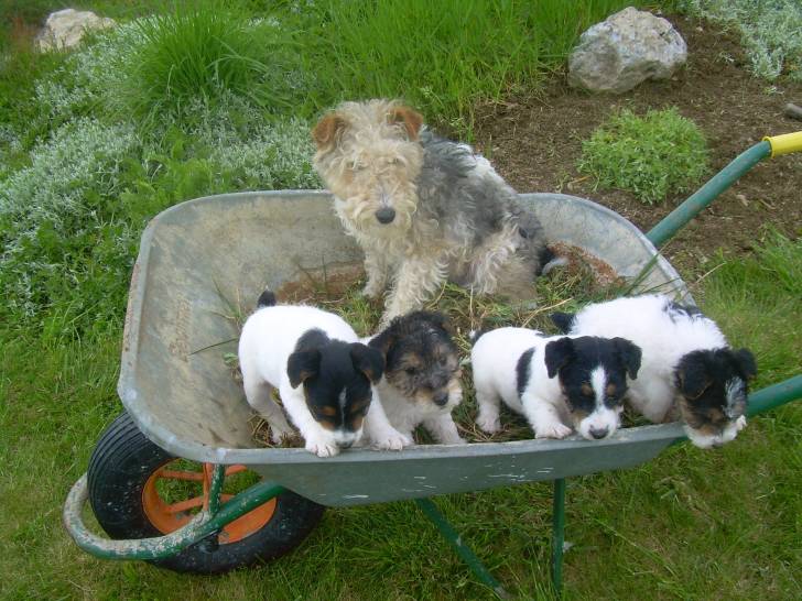 Crevette - Fox Terrier à Poil Dur (3 ans)
