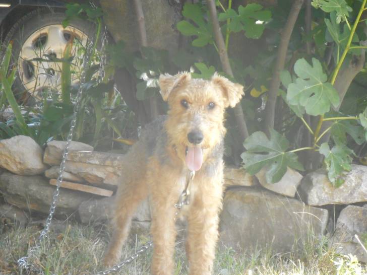 Foxy - Fox Terrier à Poil Dur Mâle (1 an)
