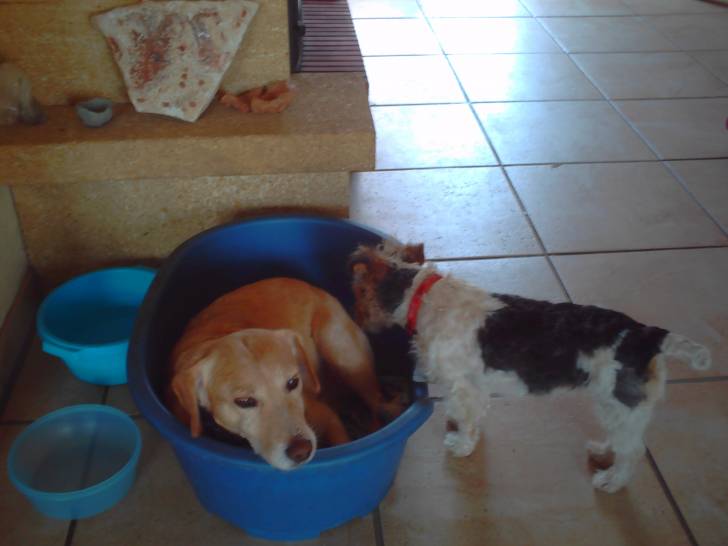 max et enza - Fox Terrier à Poil Dur Mâle (8 ans)