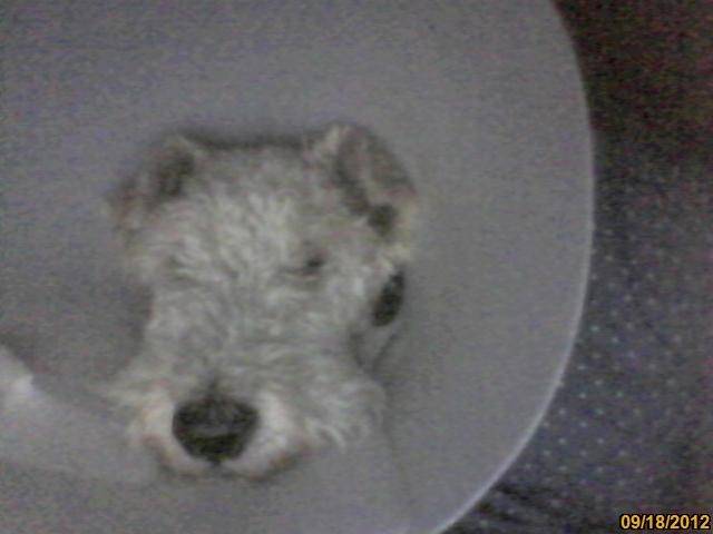 Fussel - Fox Terrier à Poil Dur Mâle (7 ans)