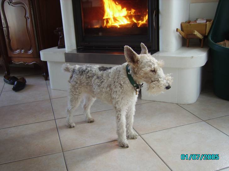 Billy - Fox Terrier à Poil Dur Mâle (6 ans)