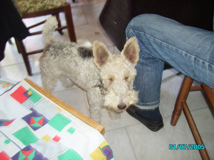 Billy - Fox Terrier à Poil Dur Mâle (6 ans)