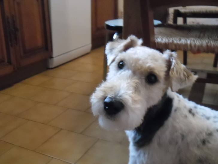 Hiris - Fox Terrier à Poil Dur (10 mois)