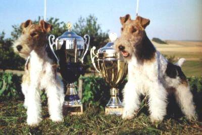 Fox Terrier à poil dur - Fox Terrier à Poil Dur