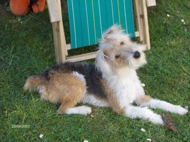 fox terrier a poil dur diego - Fox Terrier à Poil Dur
