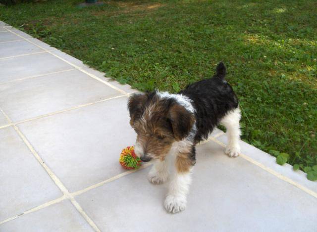 fox terrier a poil dur diego - Fox Terrier à Poil Dur