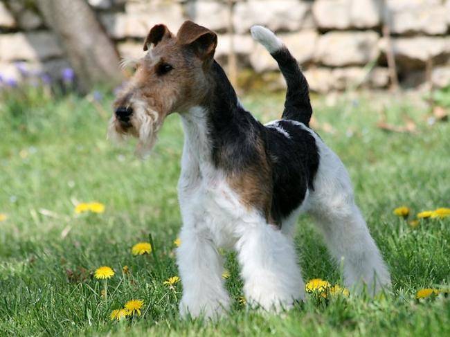 Caruso des Fox d'Elodie - Fox Terrier à Poil Dur