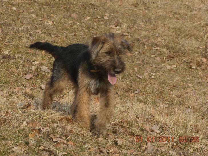 Paillette - Fox Terrier à Poil Dur (5 mois)