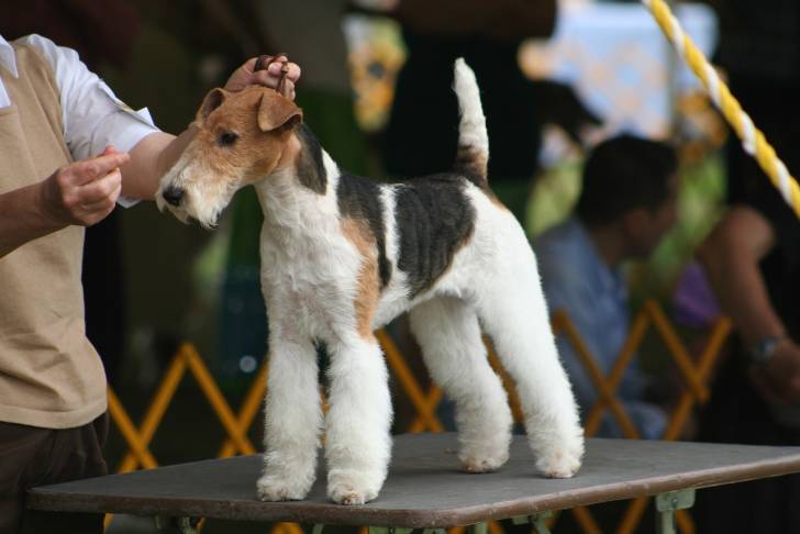 Photo Fox Terrier à Poil Dur