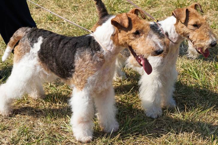 Photo Fox Terrier à Poil Dur