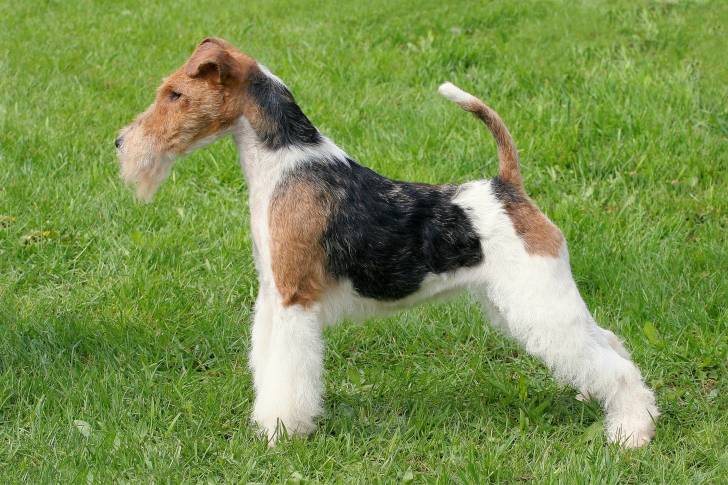 Photo Fox Terrier à Poil Dur