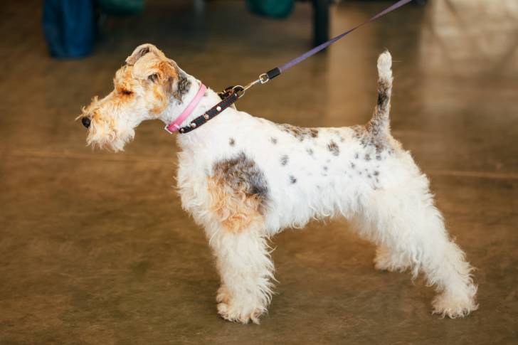 Photo Fox Terrier à Poil Dur