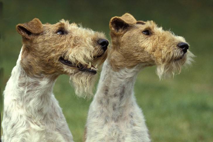 Photo Fox Terrier à Poil Dur