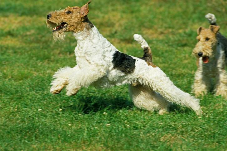 Photo Fox Terrier à Poil Dur