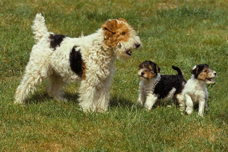 Photo Fox Terrier à Poil Dur