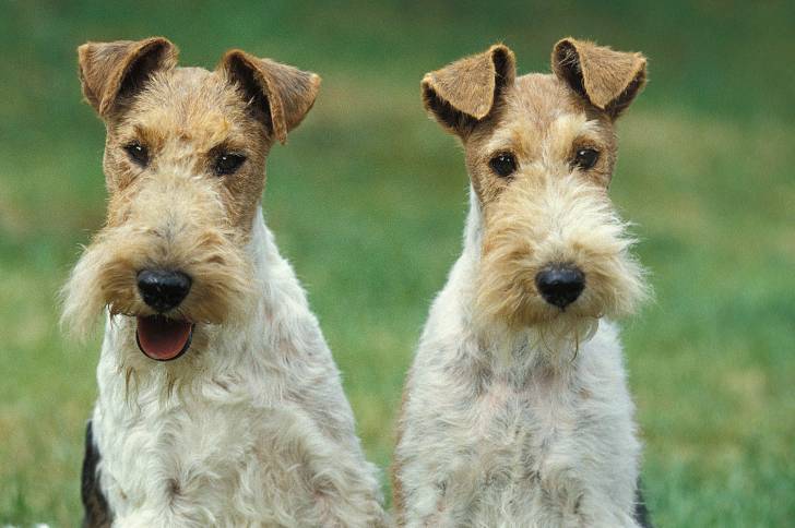 Deux Fox Terriers à Poil Dur assis dans un parc