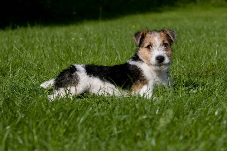 Photo Fox Terrier à Poil Dur
