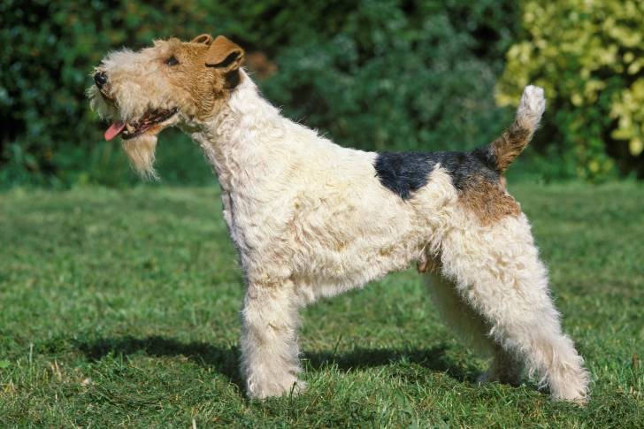 Photo Fox Terrier à Poil Dur