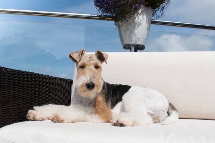 Un Fox Terrier à Poil Dur assis sur un canapé de jardin