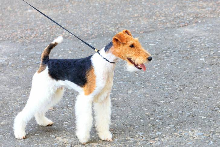 Un Fox Terrier à Poil Dur en train de tirer sur sa laisse
