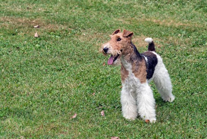 Photo Fox Terrier à Poil Dur