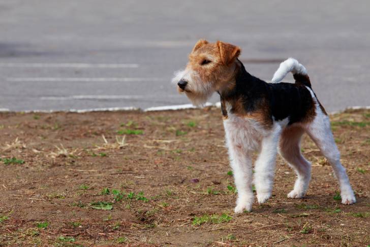Photo Fox Terrier à Poil Dur